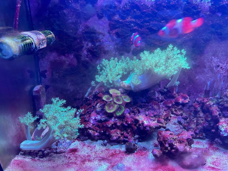 Established reef tank 