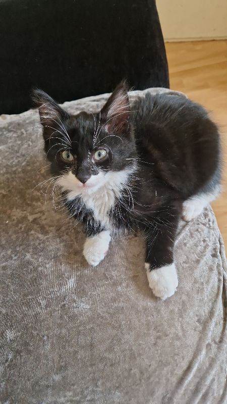 Kitten for sale