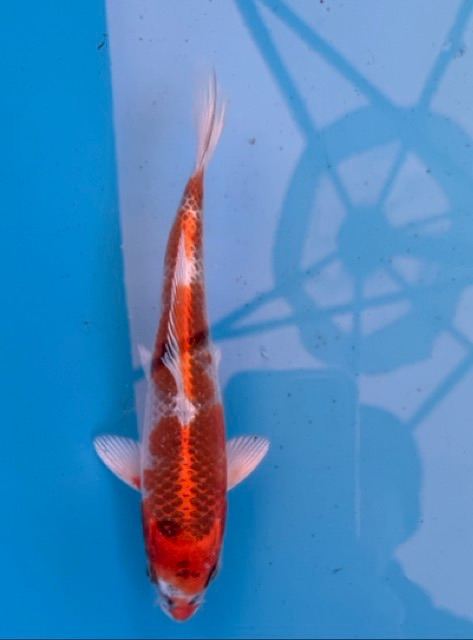 Koi Carp Kujaku 22cm or 9"