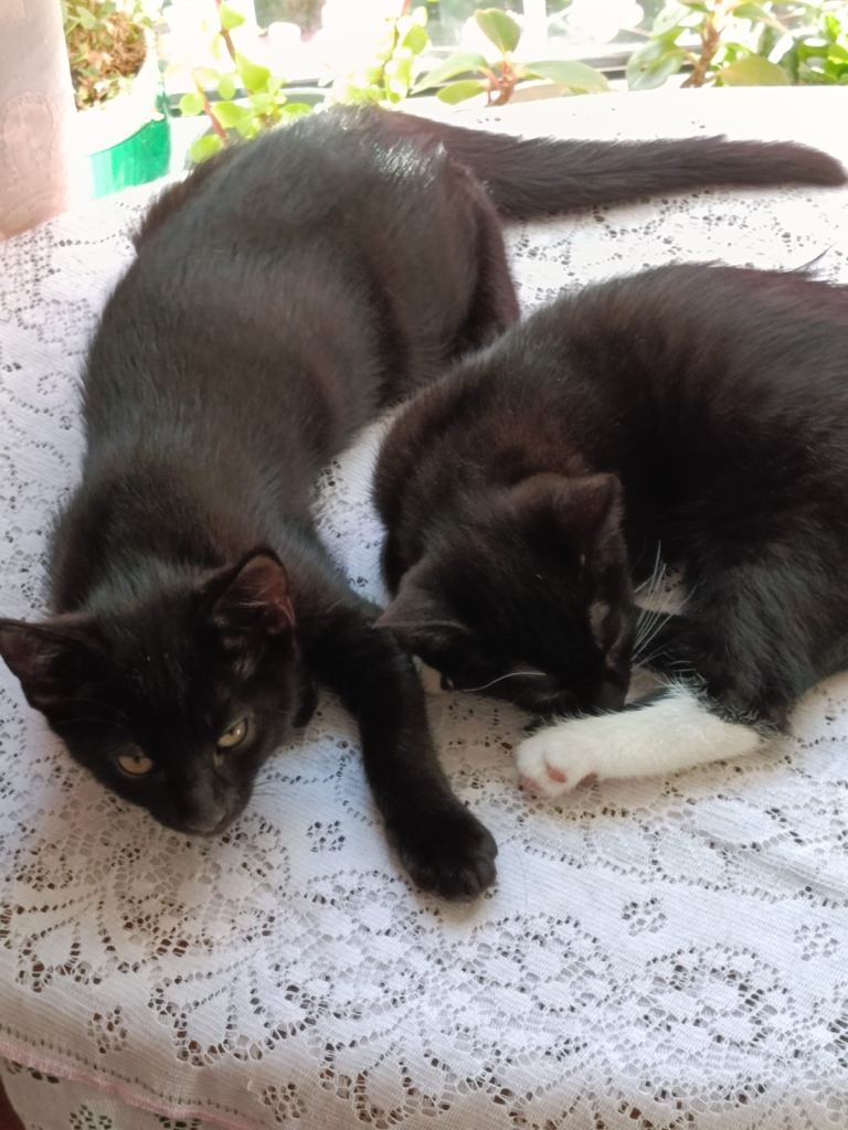 Kittens 