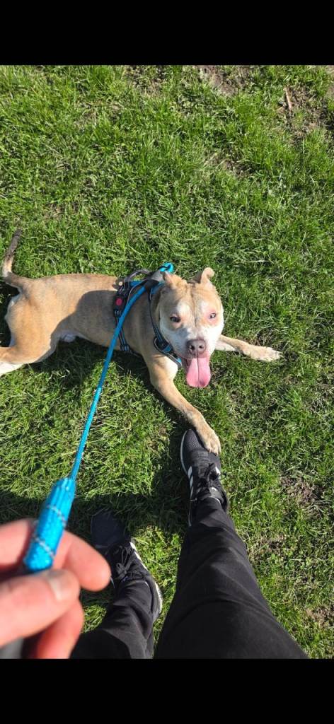 Staffy X husky male