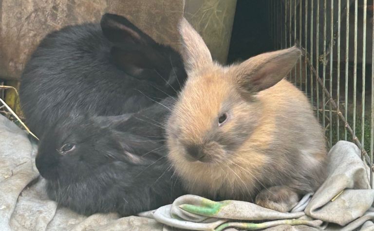 Rabbits