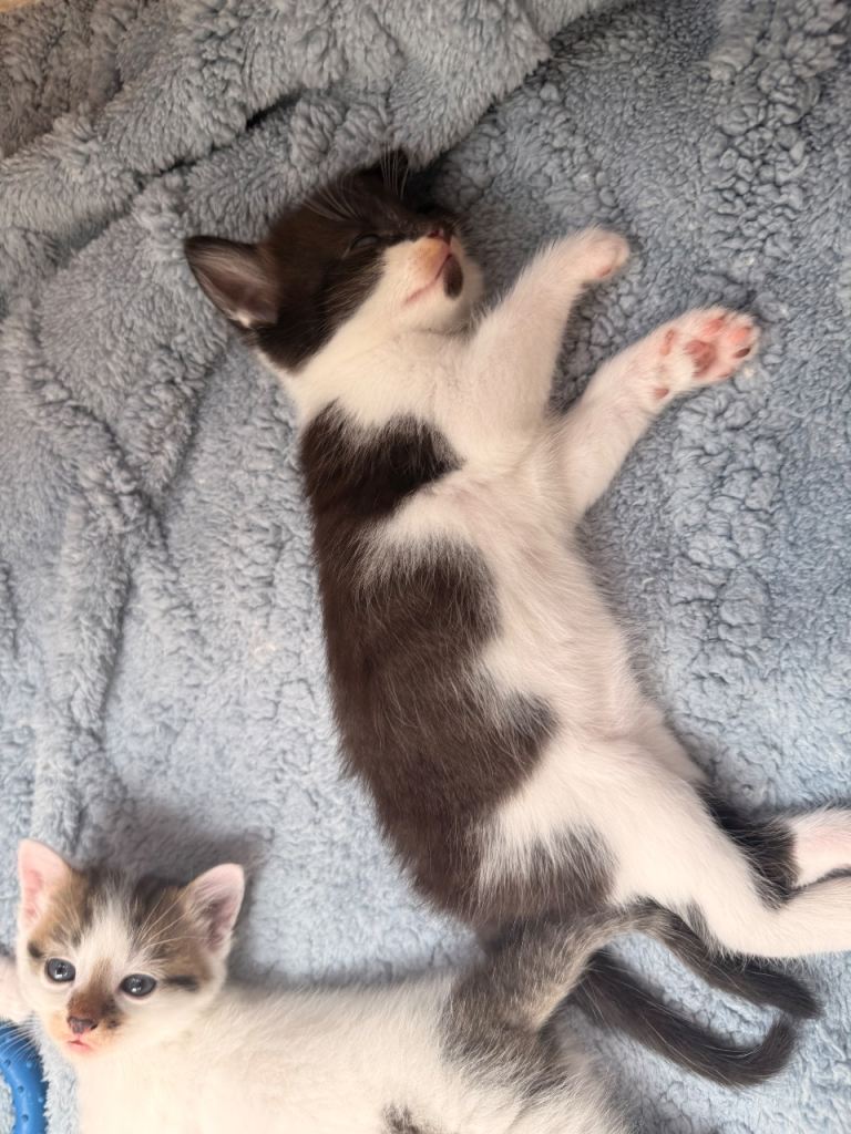 Maine coon cross kittens 