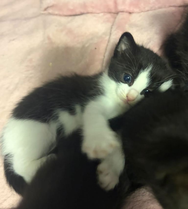 Ragdoll cross kittens 