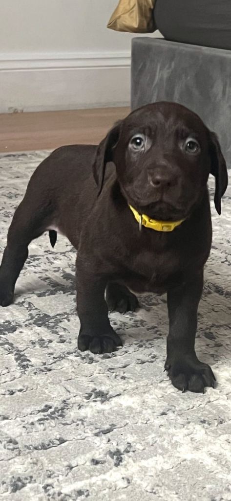 Labrador retriever puppies 