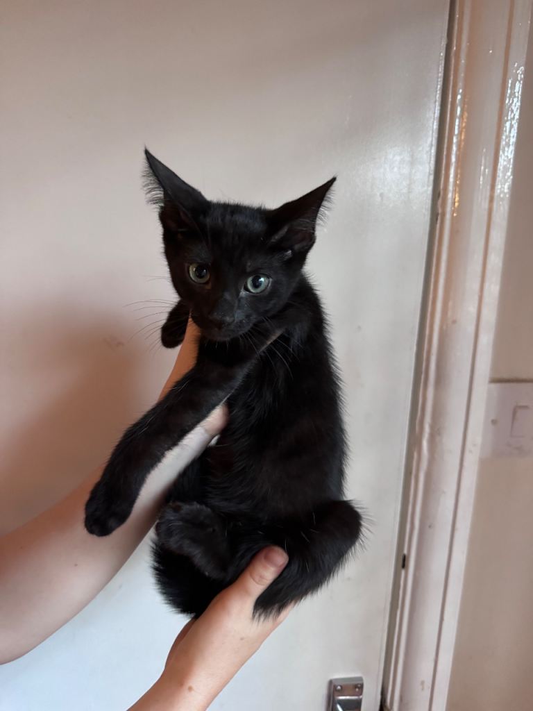 Kittens 
