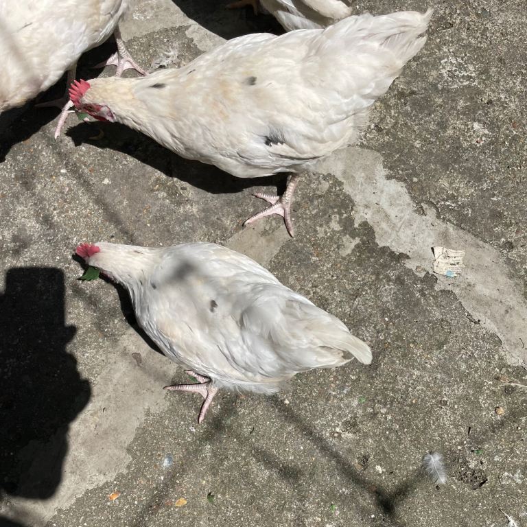 £12 Chickens- mixed breeds
