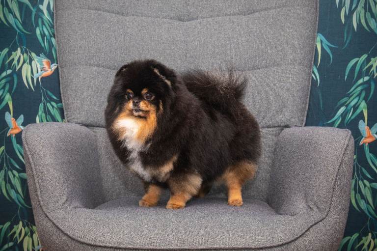 Beautiful healthy adult Pomeranian female for sale