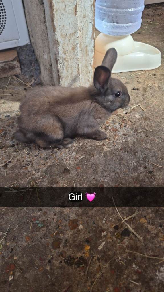 Baby rabbits 
