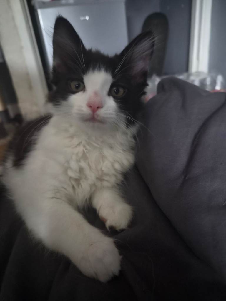 1 kitten left for sale 12 weeks old 