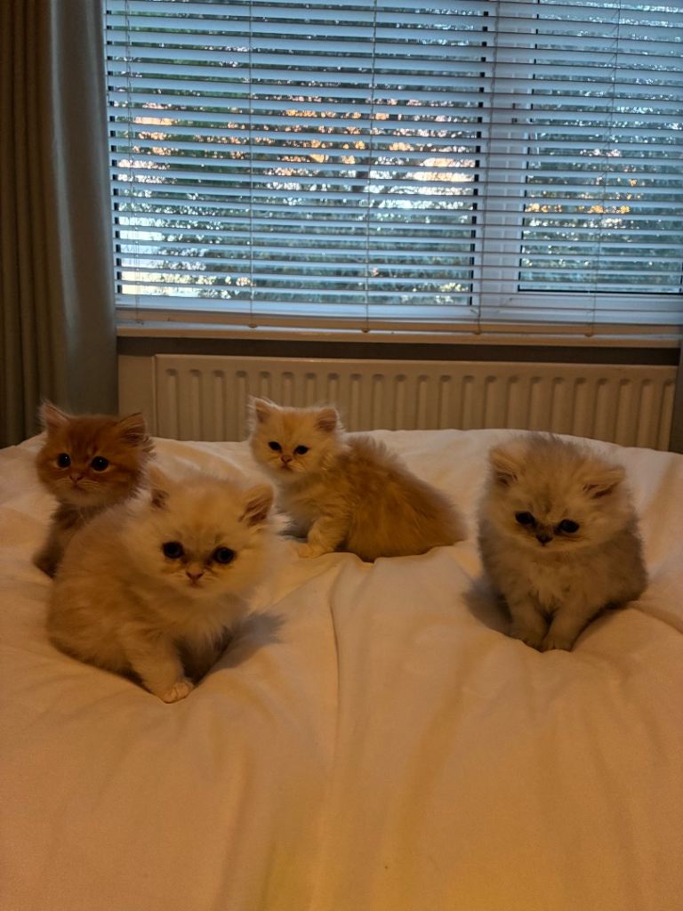 BEAUTIFUL HALF-PERSIAN KITTENS