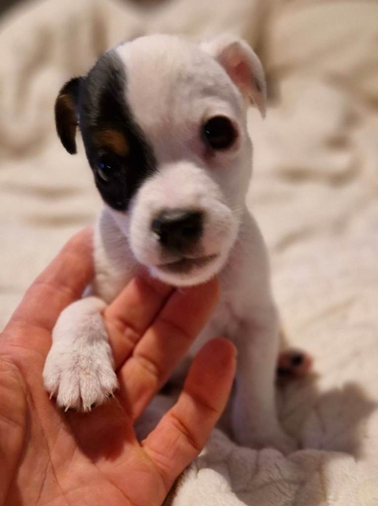 Beautiful Jack Russell pupy for sale.