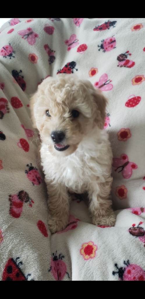 Cockapoo puppies 