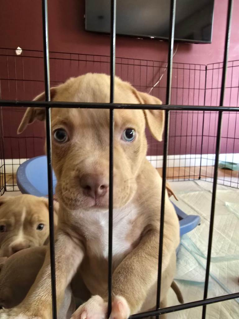 Pocket Bully Puppies