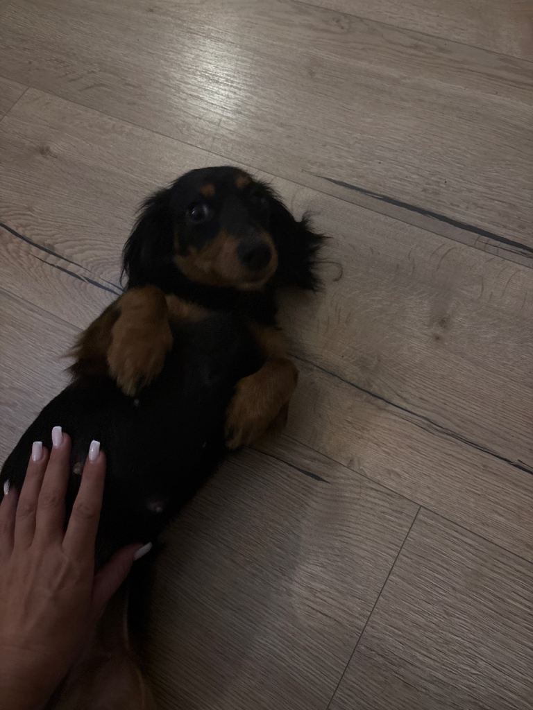 1 year old dachshund girl 