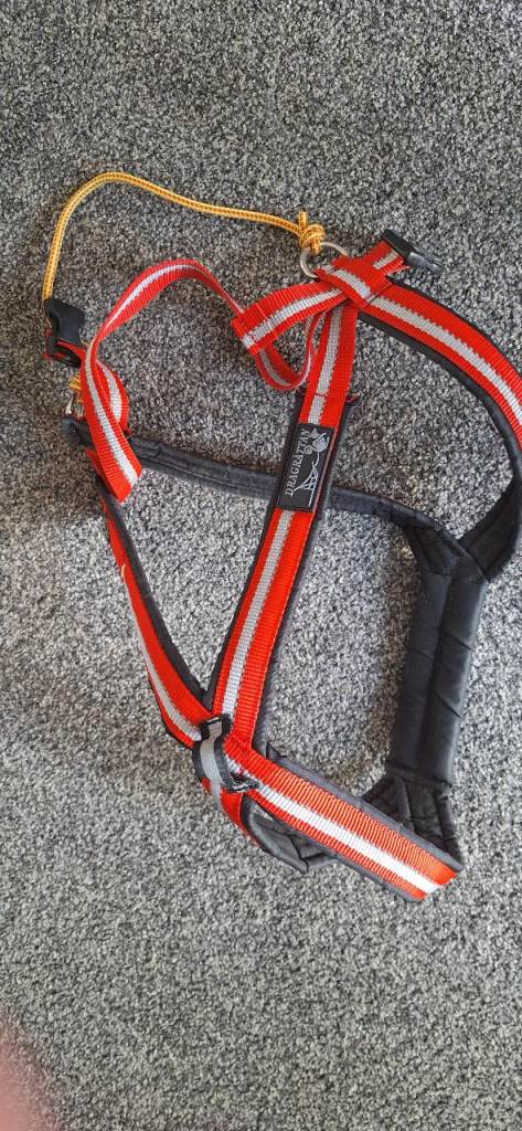 Dragratten dog harness