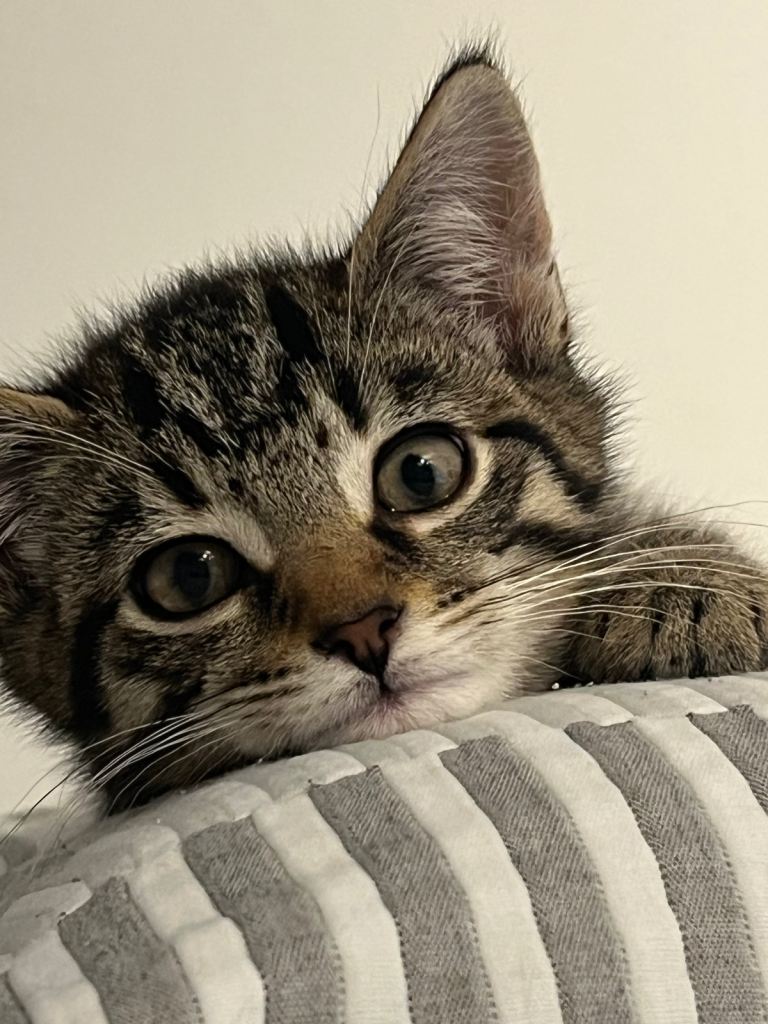  Male kitten for sale 