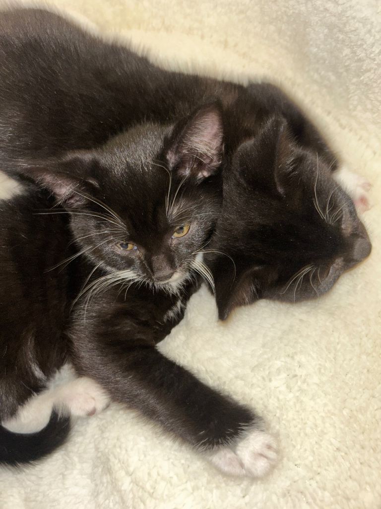 Female kittens need to go together 