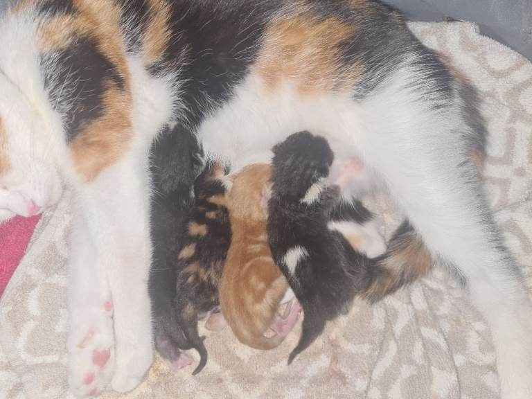Adorable Kittens Looking for Forever Homes