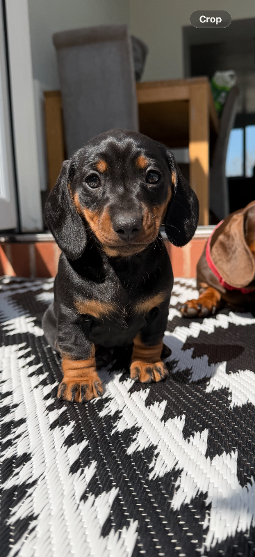 Dachshund girl