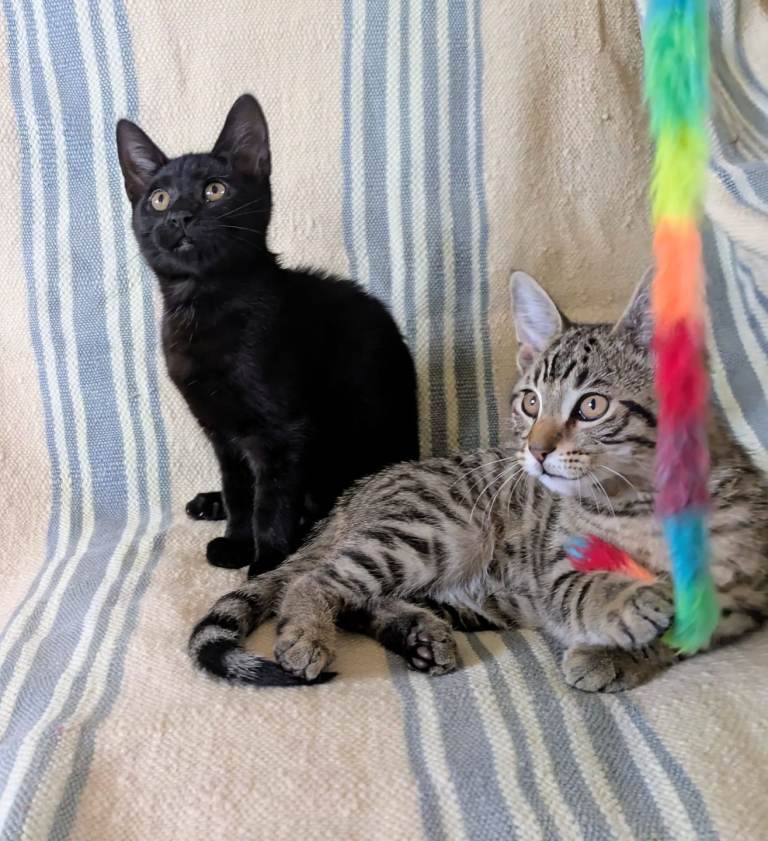 Bengal kittens 13 weeks old boy and girl