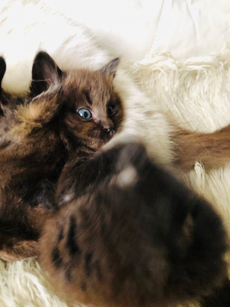 KITTENS FROM A RAGDOLL MOTHER 