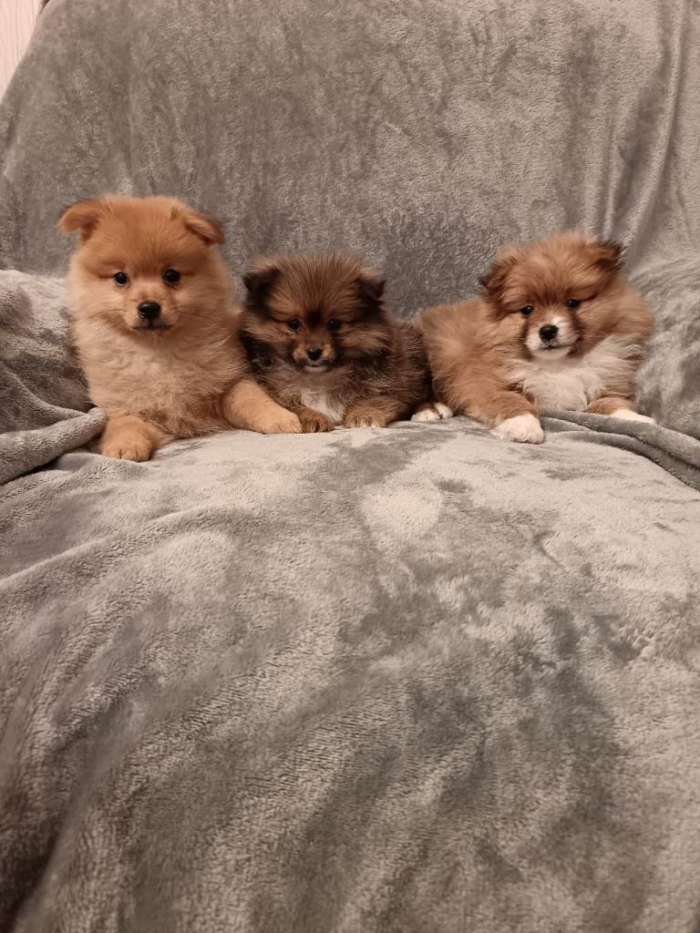 Pomeranian puppys 