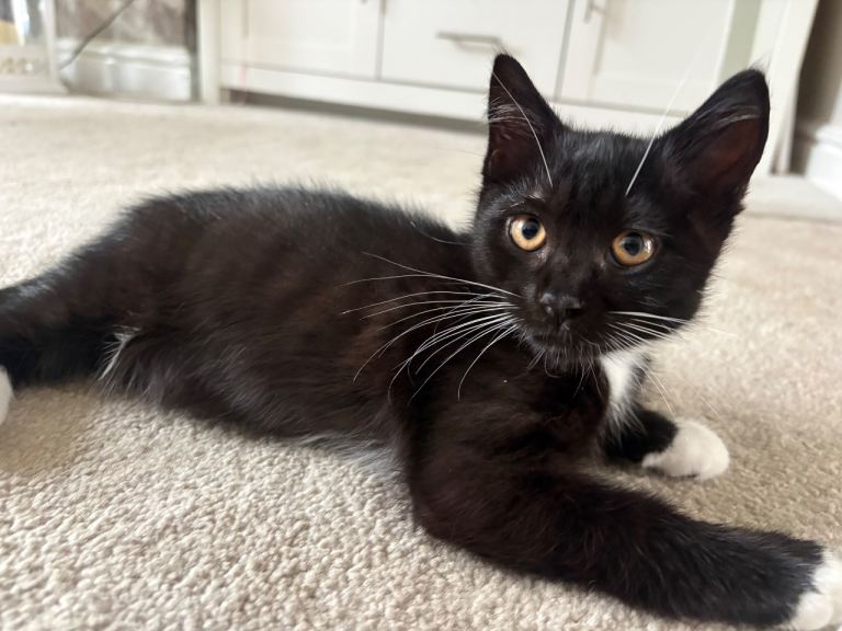 🐾 TWO BONDED BROTHERS – LOOKING FOR THEIR FOREVER HOME TOGETHER 🐾