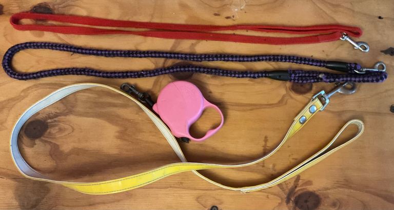 Four dog leads 