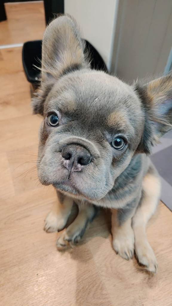 Fluffy french bulldog 