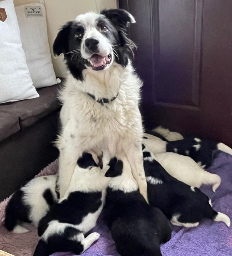 Black and White Border Collie Puppies 