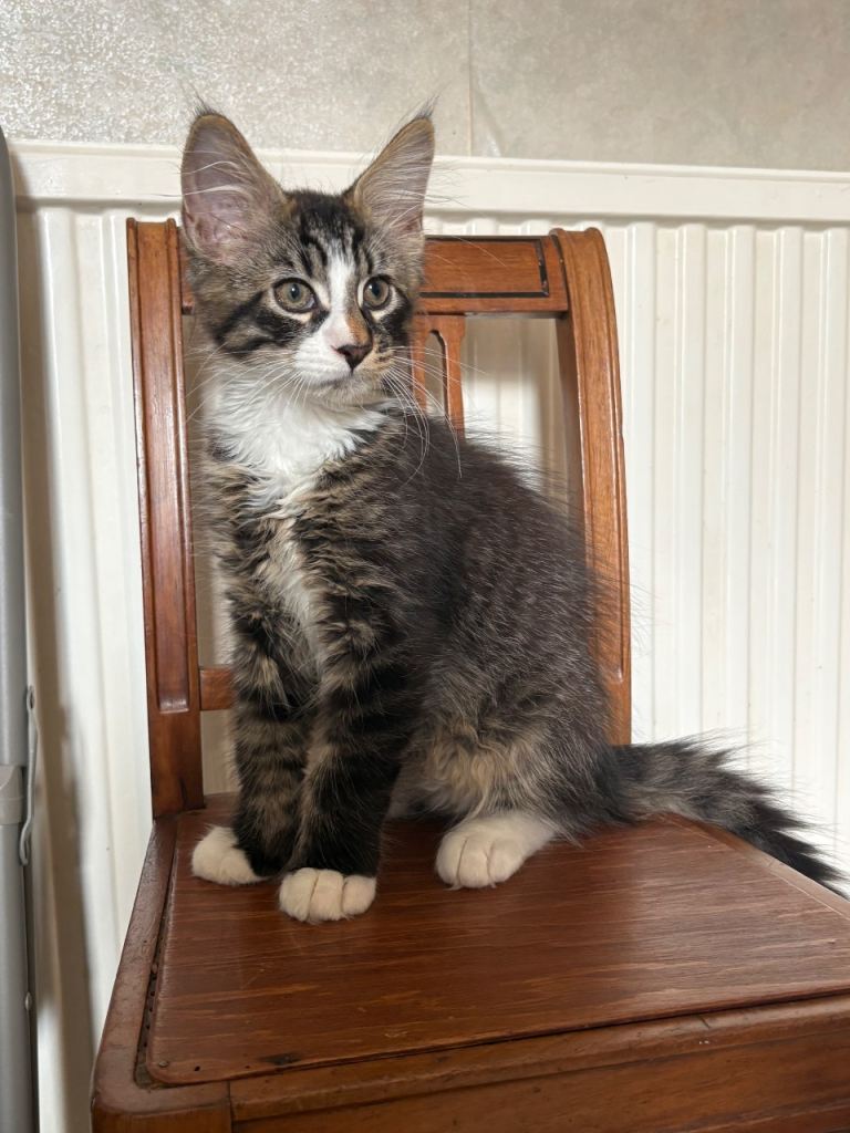 TICA Registered Pedigree Maine Coon Kittens. Ready 31st July