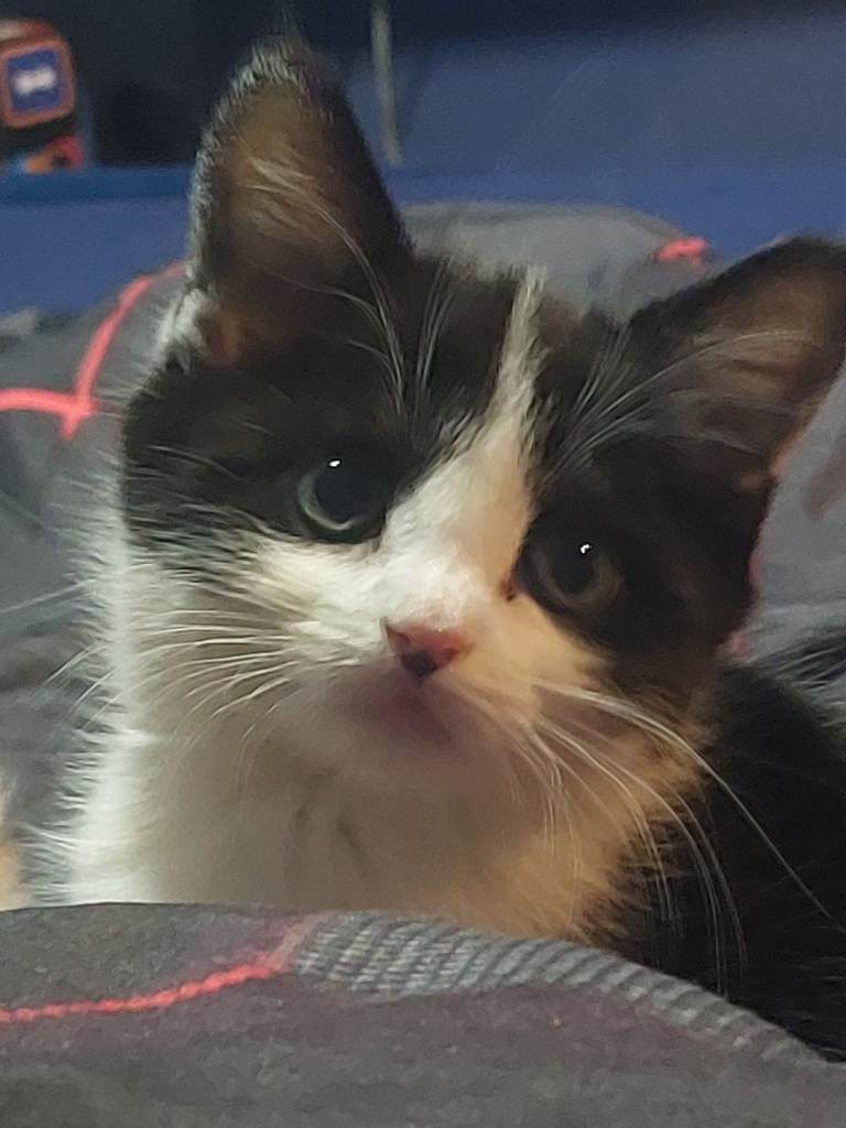 Beautiful Kittens Ready for New Homes 11th september 