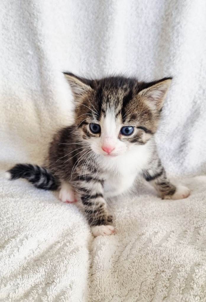 Kittens available to reserve now