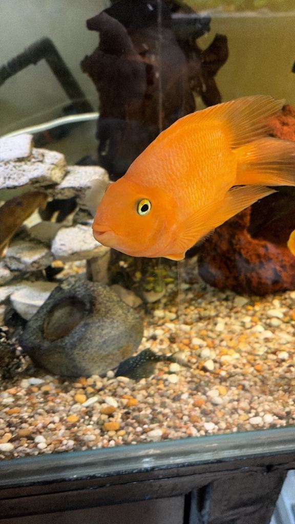 parrot fish