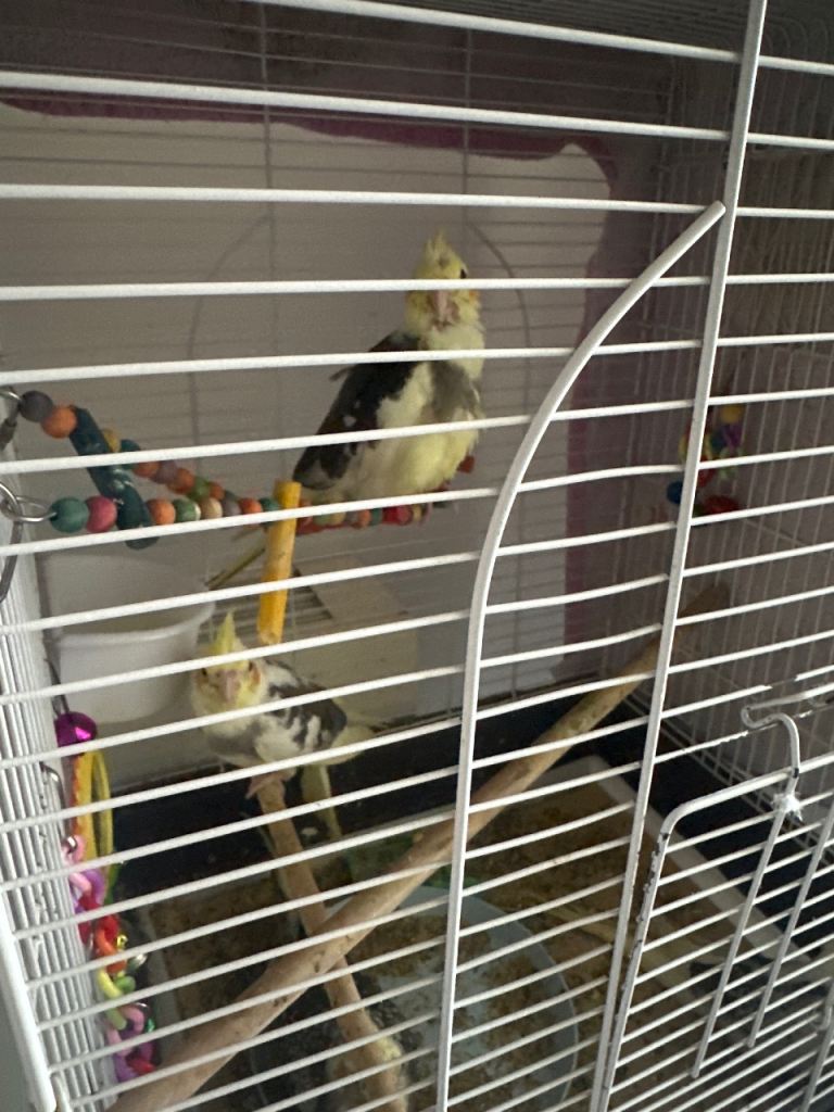 8 week old Cocktail birds 