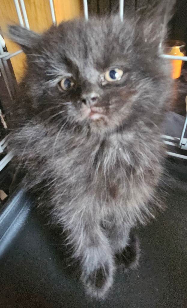 Beautiful black fluffy kittens