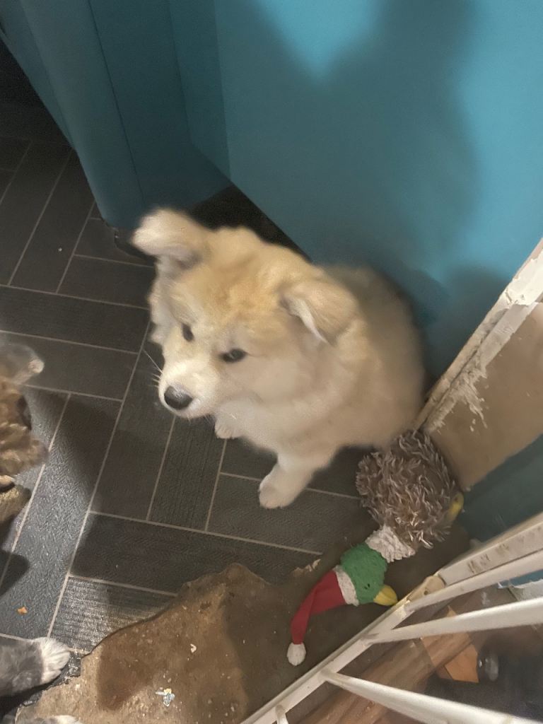 Purebred Japanese Akita Inu puppies