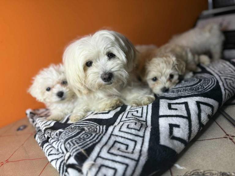 Puree Maltese puppies