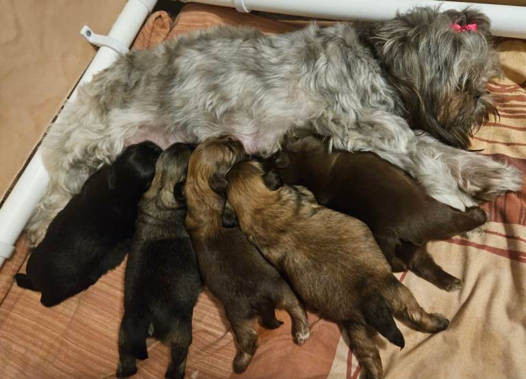 Imperial Shih tzu- Two Beautiful girls left ❤️ 