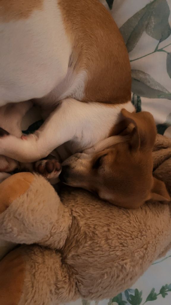 1 year old Jack Russell x chihuahua mix