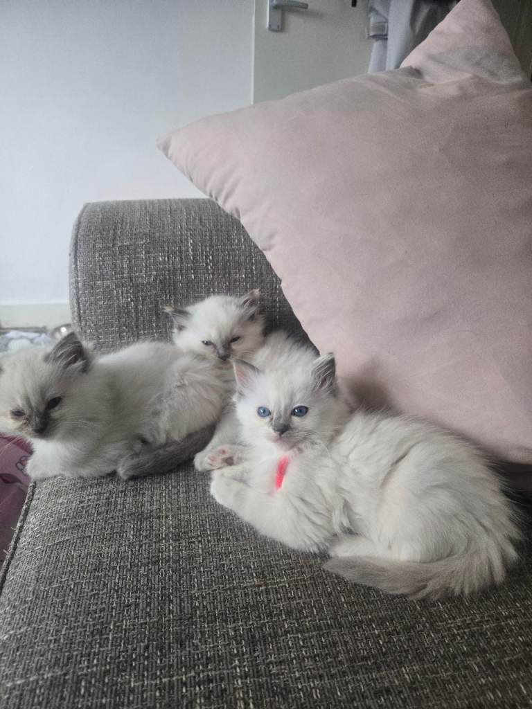 Gorgeous ragdoll kittens 