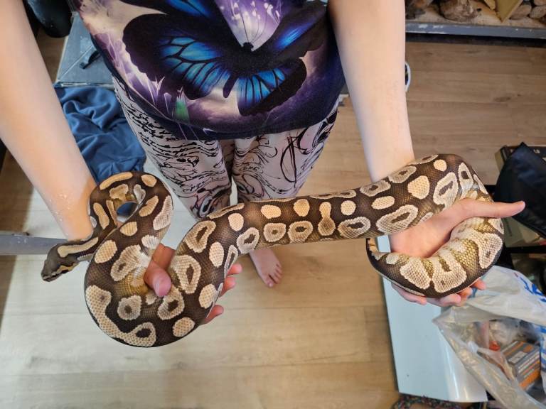 Hidden gene woma
