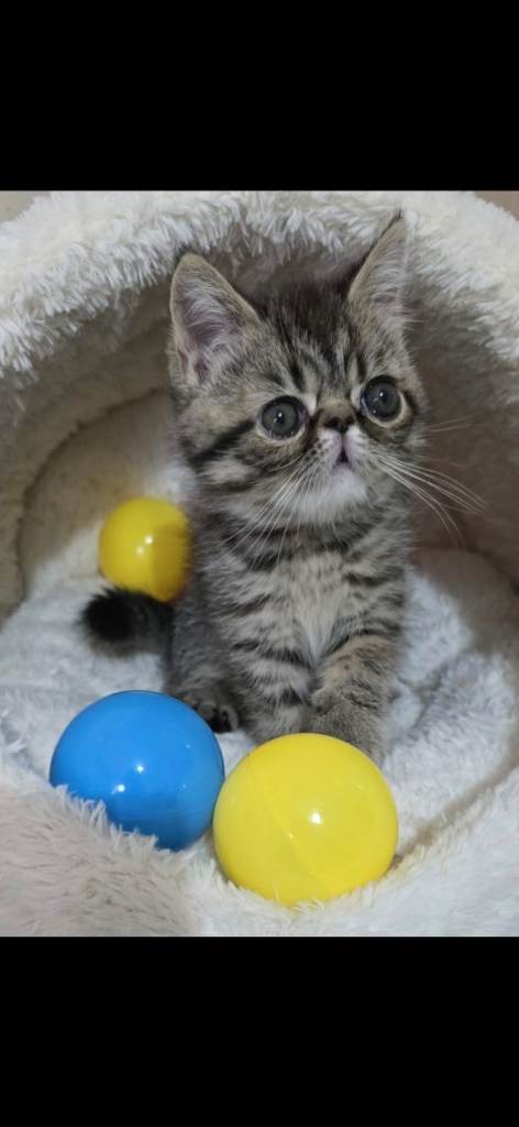 persian kittens