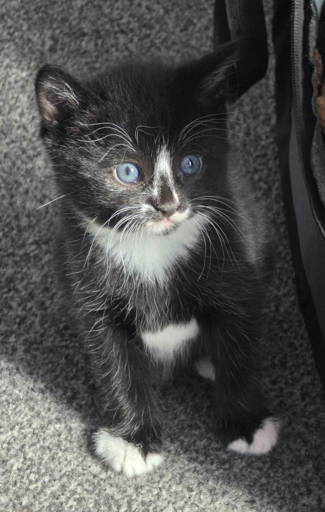 2 Cute Kittens for sale