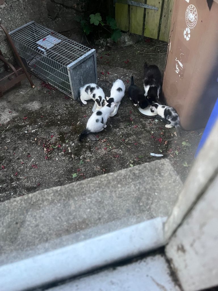 Kittens for Sale