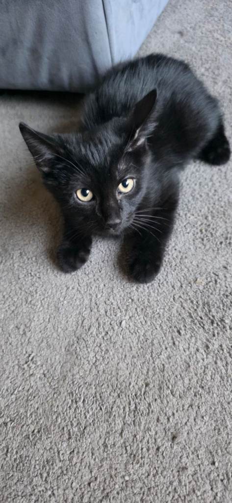 2 Kittens left 1 boy 1 girls ready to leave