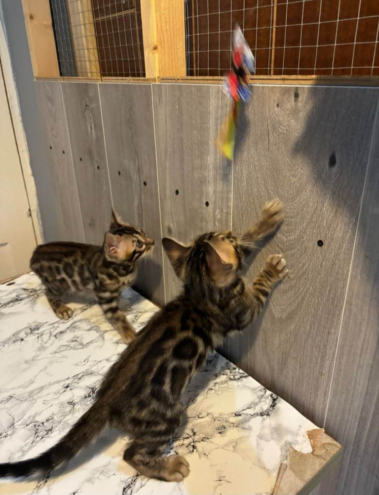 Pedigree Bengal Kittens 