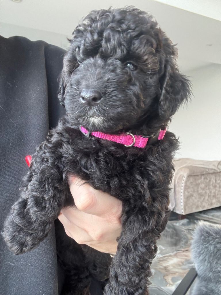 LAST GIRL!! Poodle X