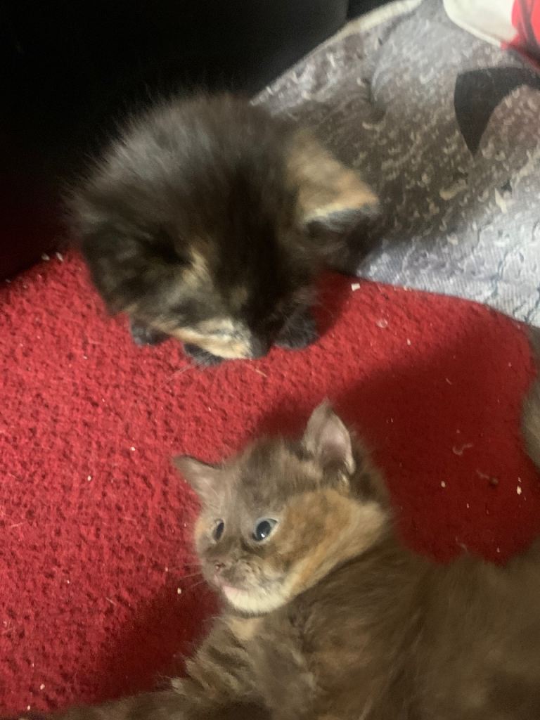 Kittens for sale 